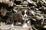 BERGER AUSTRALIEN PUPPIES 801